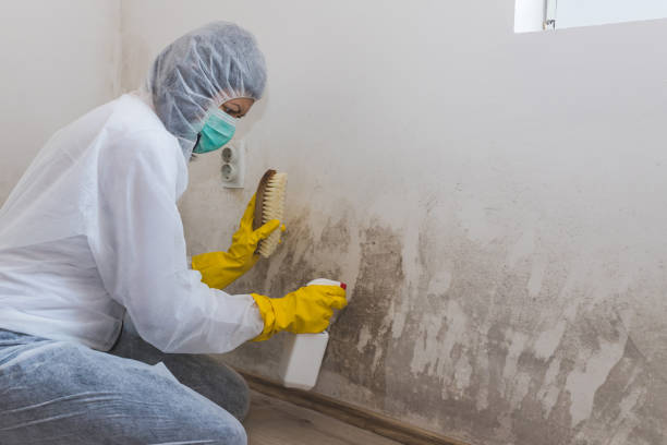Best Residential Mold Remediation in Perrysburg, OH