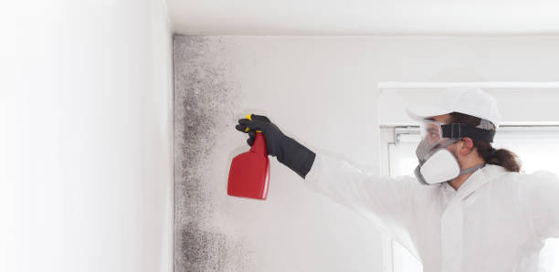 Best Insurance-Related Mold Remediation in Perrysburg, OH