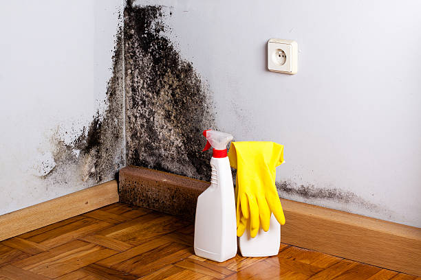 Best Black Mold Remediation in Perrysburg, OH