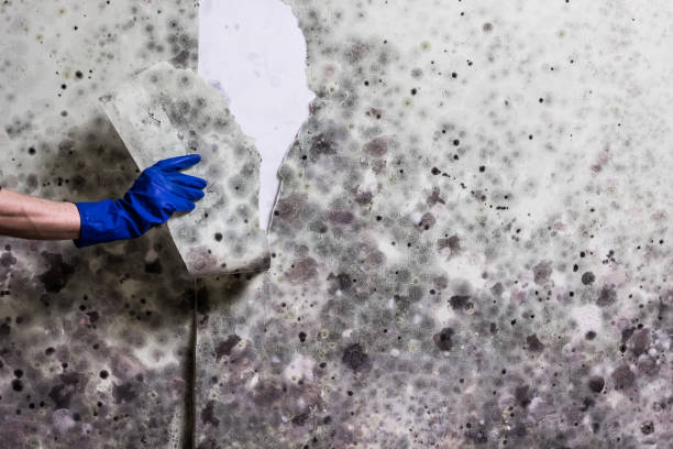 Best Crawl Space Mold Remediation in Perrysburg, OH